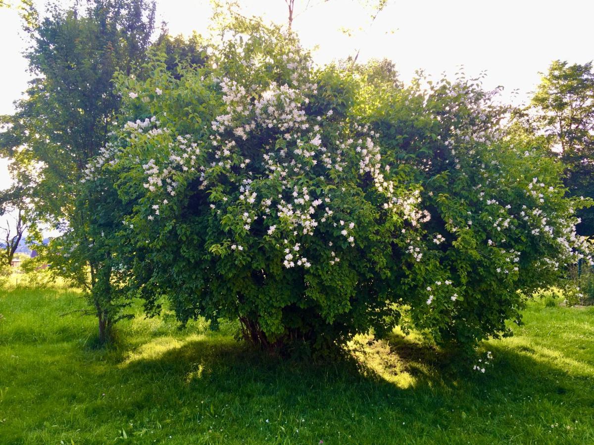 Naturforsthaus Gartenblick Fuer Hunde - Und Naturverbundene Menschen Preitenegg Екстериор снимка